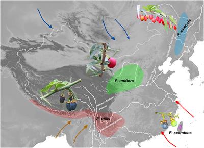 Phylogeographic Analyses of the East Asian Endemic Genus Prinsepia and the Role of the East Asian Monsoon System in Shaping a North-South Divergence Pattern in China